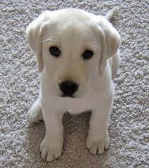 Pin By Hope Payne Balthis On Perros Cute Animals Cute Dogs Cute Puppies