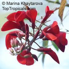 Image result for Erythrina fusca