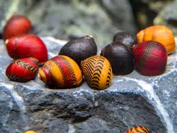 Black And Red Snail Red Gold And Black Nerite Snail Combo Aquatic Arts Snail Fertilizer For Plants
