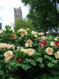 • flowers best in dappled shade, with three to four hours of sun. Tree Peonies With Jeff Jabco Of Scott Arboretum A Way To Garden