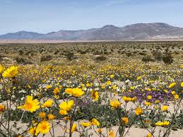 Check spelling or type a new query. Best Places To See Southern California Wildflowers Bright Lights Of America