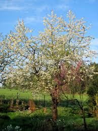 Tauchen sie die schnittstelle in ein bewurzelungssubstrat und stecken sie den trieb in humose erde. Kirschbaum Wirft Vorzeitig Bluten Ab Gartenbob De Der Garten Ratgeber