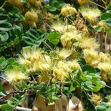 Image result for Brackenridgea zanguebarica