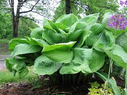 Самая крупная в мире из. Hosta Sum And Substance Ex Large Gold Leaves Lavender Flowers Z 3 9