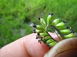 Image result for Urochloa bovonei