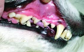 Removing plaque from dog's teeth. Save Your Dog S Teeth With Home Care Whole Dog Journal