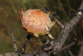 Image result for Protea welwitschii