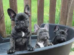 Unfortunately, hundreds of bulldogs are lost, abandoned, taken to animal shelters, or surrendered to rescues every year. Beautiful French Bulldog Puppies Worksop Nottinghamshire Pets4homes