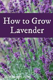 Growing Lavender May Seem Challenging At First But Once You Learn The Secrets It Is Much Easier Here S Ho Lavender Plant Care Lavender Plant Growing Lavender