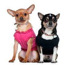Here is the ultimate list of most popular female chihuahua dog names. Unique Dog Names 2021 Pick The Best One Ct Breeder