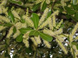 Image result for Terminalia neotaliala