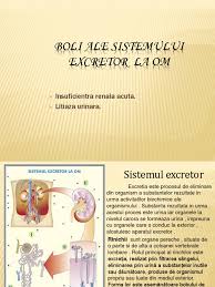 Rar izolate, de cele mai multe ori se asociaza doua sau mai multe cauze, care provoaca in acelasi timp sau succesiv aparitia unei boli a aparatului respirator. Boli Ale Sistemului Excretor