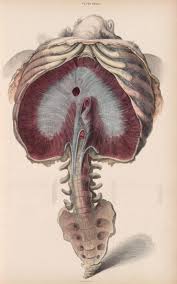 System Of Anatomical Plates By John Lizars 1825 Www Facebook Com Theirregularanatomist Www Twitter Co Anatomy Art Medical Art Scientific Illustration