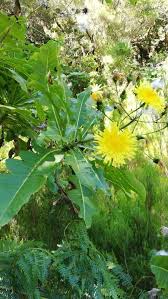 Image result for Sonchus friesii