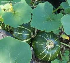 Different varieties may have unique clues or use a knife or pruning shears to cut squash from the vine. Pin On Vegetables