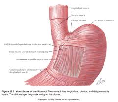 Main menu home & living home buying guides. Physiology Gastrointestinal Flashcards Quizlet