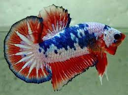 Betta fancy fancy marble fancy cooper copper. Fancy Betta Fish Koi Betta Betta Fish Betta