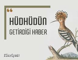 1 Kelime 1 Hikaye Hz Suleyman In Habercisi Hudhud Galeri Fikriyat Gazetesi
