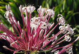 Image result for Clerodendrum toxicarium