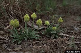 Image result for Polygala ohlendorfiana