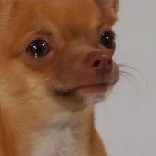 Find the best doge meme wallpaper on getwallpapers. Crying Dog Memes