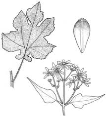 Montanoa elegans, polymnia grandis, montanoa pyramidata. Plantnet Floraonline