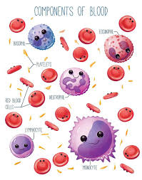 Pin On Biolcia