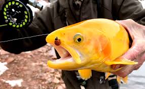 Lower mountain fork river trout fishery special restrictions. The Yellow Rainbow Trout Is Rainbow Falls Mountain Trout Facebook