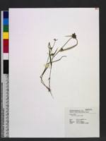 Image result for Fuirena ciliaris