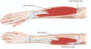 The anatomical regions (shown) compartmentalize the human body. The Anatomy Of The Elbow