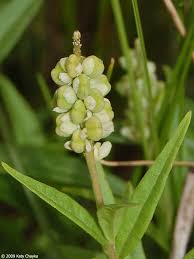 Image result for Nesaea polycephala