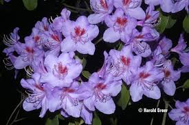 Rhodendron Star Trek With Images Rhododendron Flowers Garden