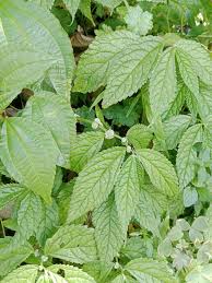 Image result for Elatostema welwitschii