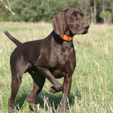 The german shorthaired pointer temperament is peaceful, friendly, no attacks of aggression present. German Shorthaired Pointer Temperament Size Colors