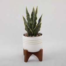 Give each one a small drink of water and then do. Artificial Ella And Lulu Design Snake Plant Sansevieria In Mid Century Modern Painted Pot With Wooden Stand Silk Flower Depot