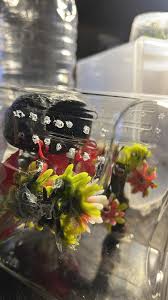 Jumping Spider Newbies