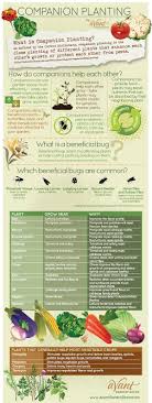 There are numerous benefits to companion planting. The Ultimate Companion Planting Guide The Happy Gardening Life