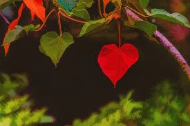 Rounded on one side, but flat on the other. Heart Shaped Leaf Digital Art By Lonestar North