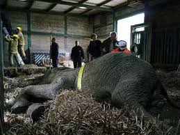 Firefighters called in during Howletts elephant rescue