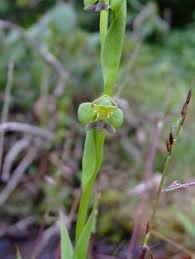 Image result for Habenaria aberrans