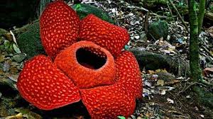 Bunga rafflesia arnoldi akhirnya menjadi salah satu tumbuhan endemic yang hanya ditemukan di daerah bengkulu dan daerah sumatera sekitarnya. Klasifikasi Dan Morfologi Tanaman Bunga Raflesia Ilmu Pertanian