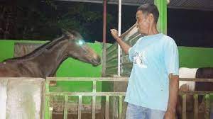 Kuda, horse, carriage, seahorse, sheepfold, horse meat, horse dick, horse racing. Kandang Kuda In English Cara Membuat Kandang Kuda Youtube Kandang Kuda In A Sentence And Translation Of Kandang Kuda In English Dictionary With Audio Pronunciation By Dictionarist Com Irememberoo
