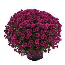 There is a chance that purple mums might grow on mystery islands. Morgana Purple Garden Mum