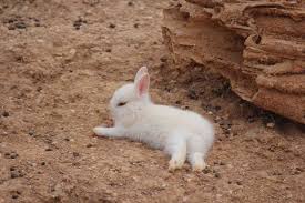 I was bit by petting my rabbit, i'm not sure what will happen if you try to pick her up. Understanding Rabbit Behavior