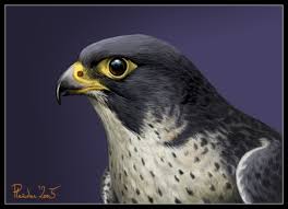 Peregrine Falcon By Emberiza On Deviantart Peregrine Falcon Peregrine Falcon Drawing