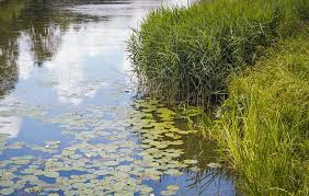 Beauty and romance of spring in belarus. Hd Wallpaper Belarus Minsk Nature Lake Vegetation Landscape Garden Wallpaper Flare