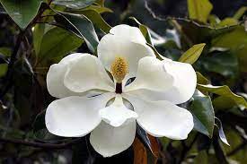 Magnolia Blossom Magnolia Grandiflora List Of Flowers Flowers Magnolia