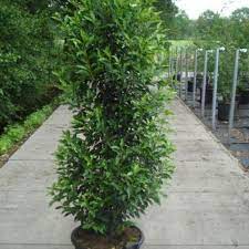 Check spelling or type a new query. Portugese Laurier Prunus Lusitanica Angustifolia Directplant