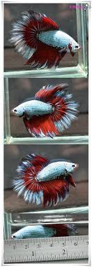 Keunikan pelaga iiar  wild betta  bersama adam bakhtiar. 100 Giant Bettas Ideas Betta Fish Pet Betta Fish