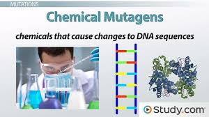 Dna mutations worksheet is really a page of paper comprising projects or issues which can be designed to be done by students. Causes Of Mutation And Dna Damage Mutagens Video Lesson Transcript Study Com